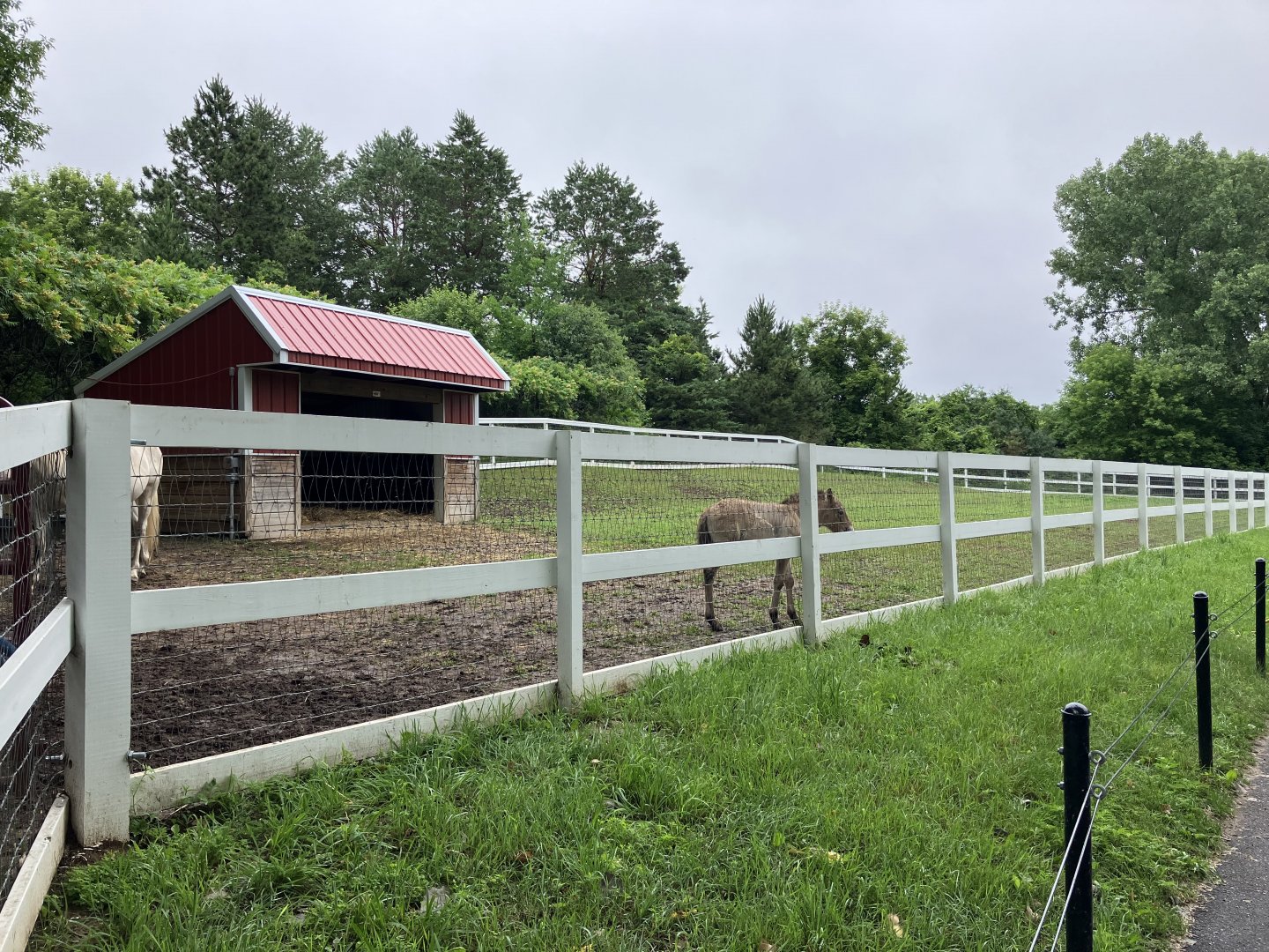 Wells Fargo Family Farm - Przewalski’s Horse Foal Exhibit