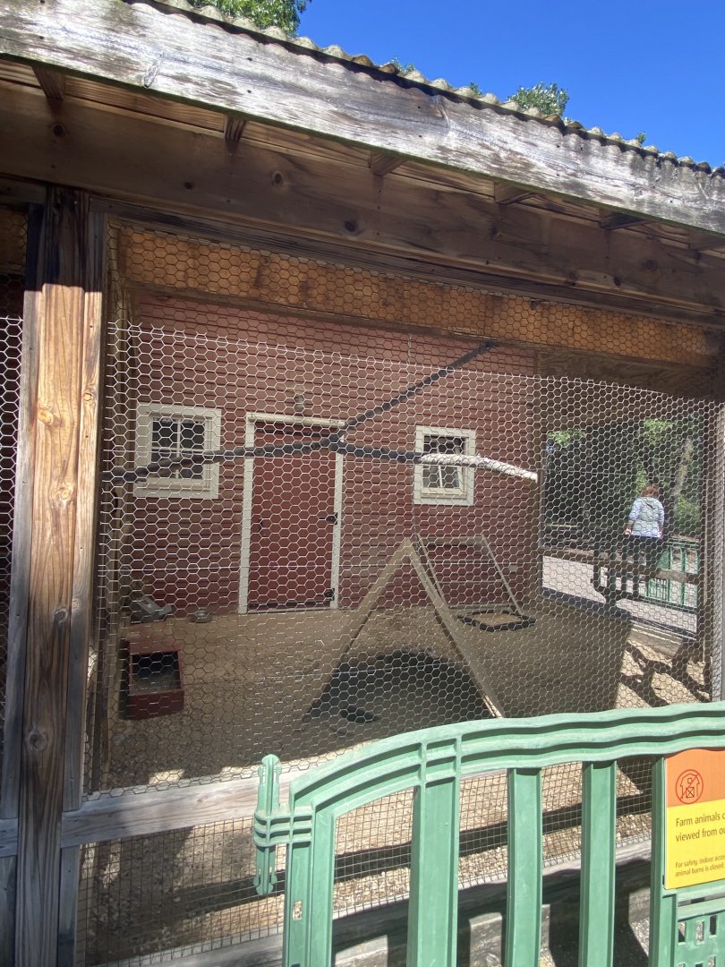 Wells Fargo family farm- rabbit exhibit