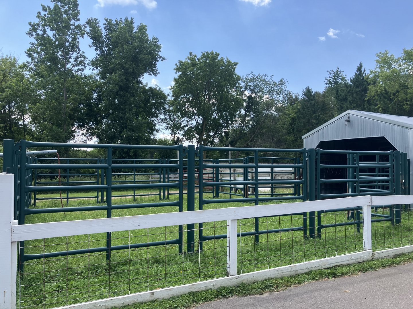 Wells Fargo Fanioy Farm - Domestic Cattle (Bull) Exhibit