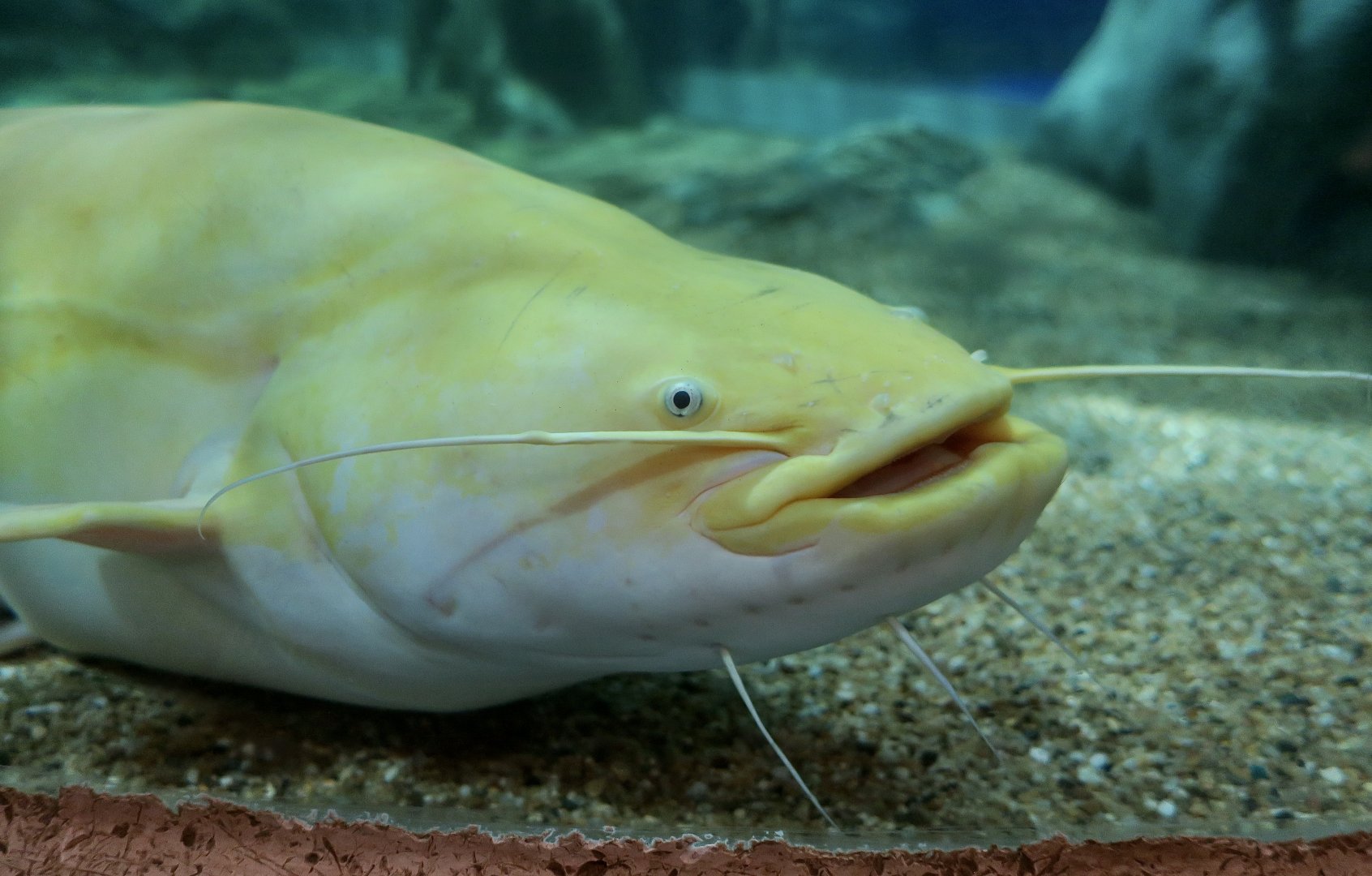 Wels Catfish (Silurus glanis) - golden morph