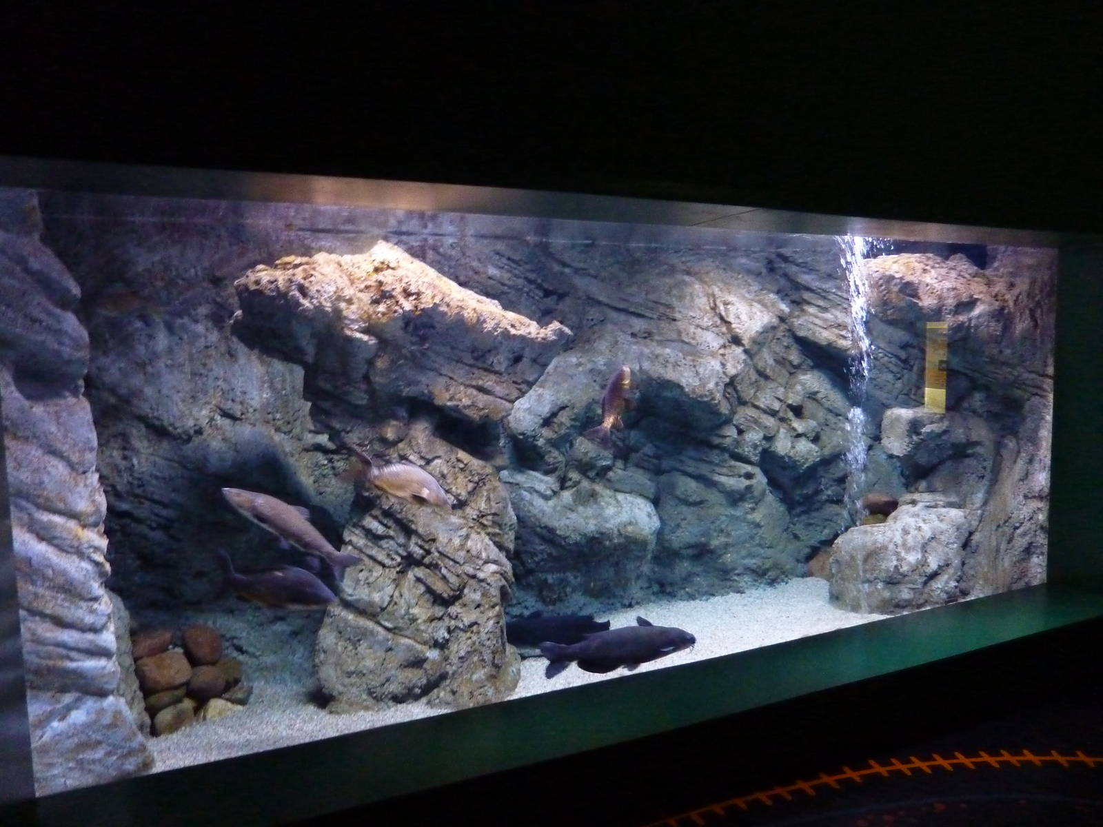 Wels tank, 10th April 2012