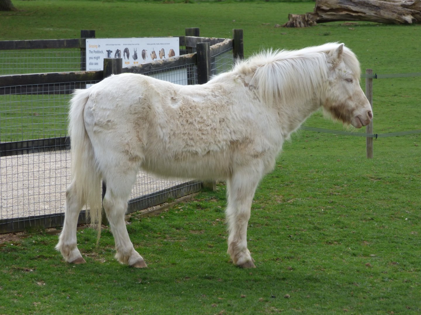 Welsh Cream Pony