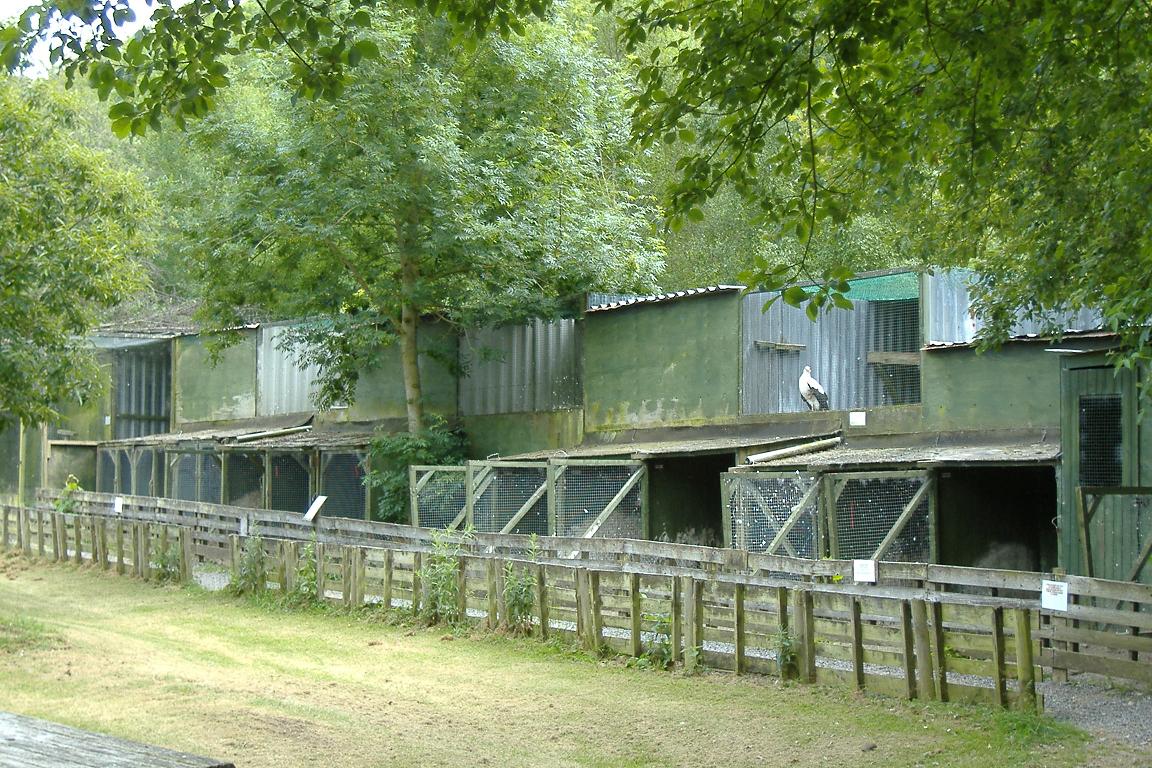 Welsh Hawking Centre 2