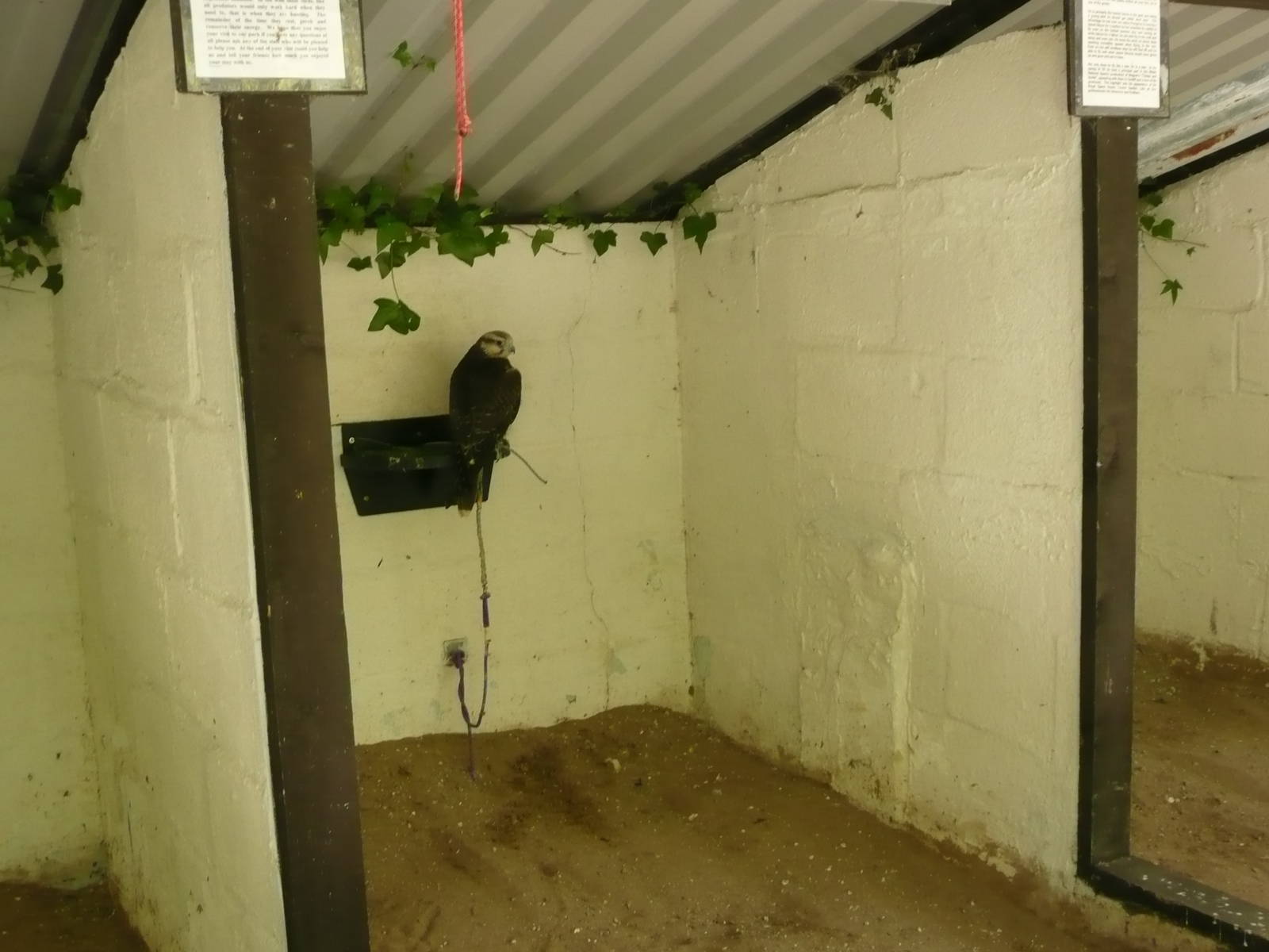 Welsh Hawking Centre ( former Barry Zoo )