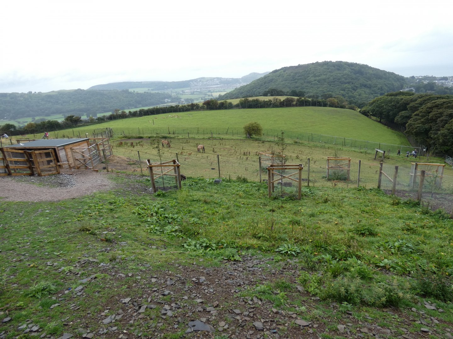 Welsh Mountain Goat enclosure