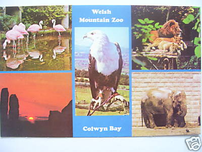 Welsh Mountain Zoo