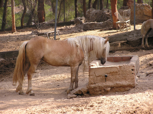 Welsh Pony in Antalya Zoo
