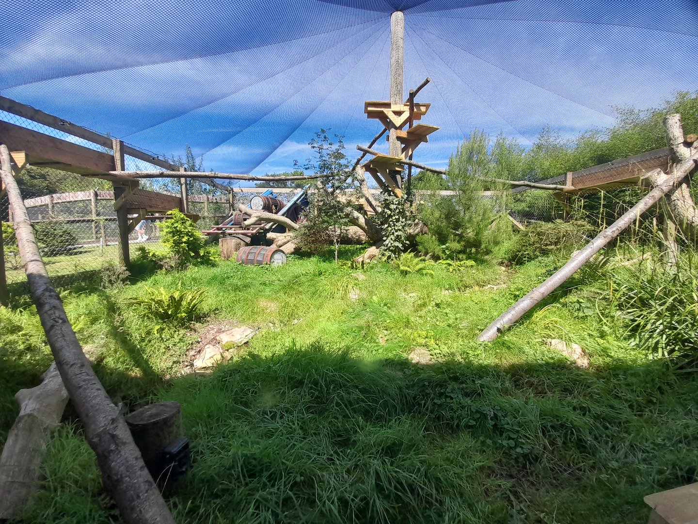 Welsh wild cat - enclosure