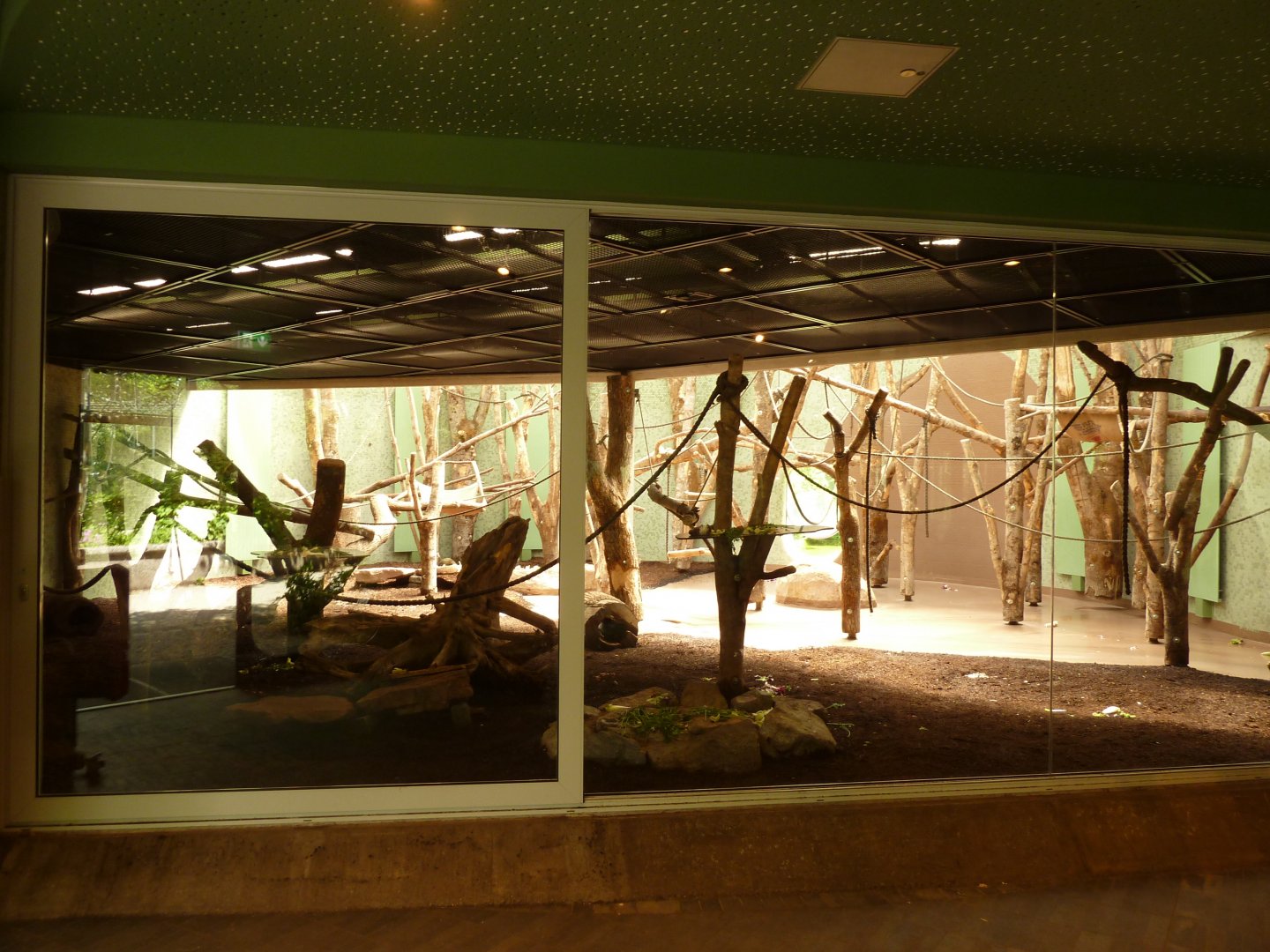 Welt der Affen - Colombian black spider monkey enclosure