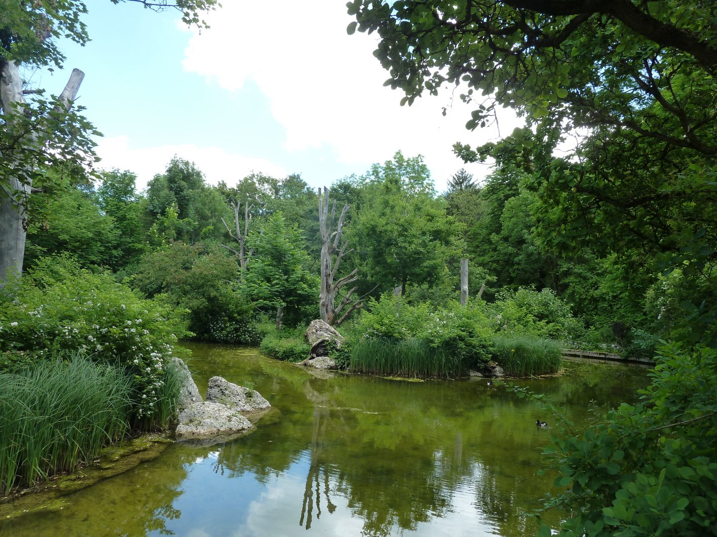 Welt der Affen - Colombian black spider monkey island