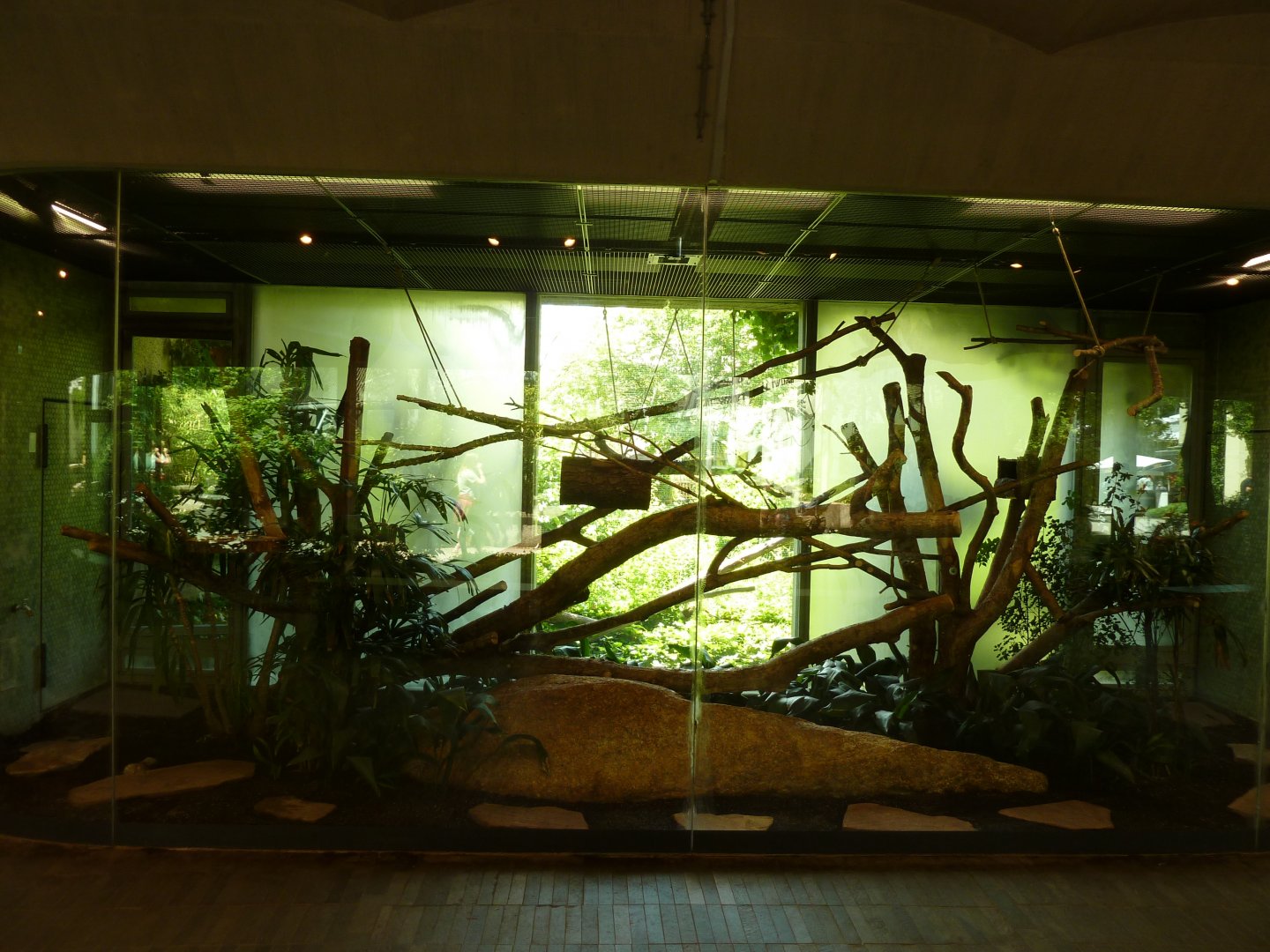 Welt der Affen - Cotton-top tamarin enclosure