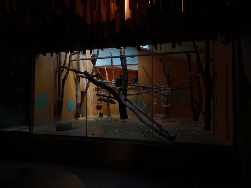 Welt der Affen: drill indoor enclosure