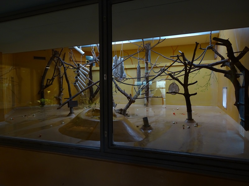 Welt der Affen: mangabey indoor enclosure