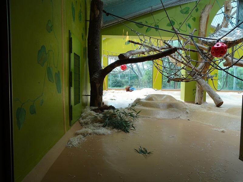 Welt der Affen; orangutan enclosure