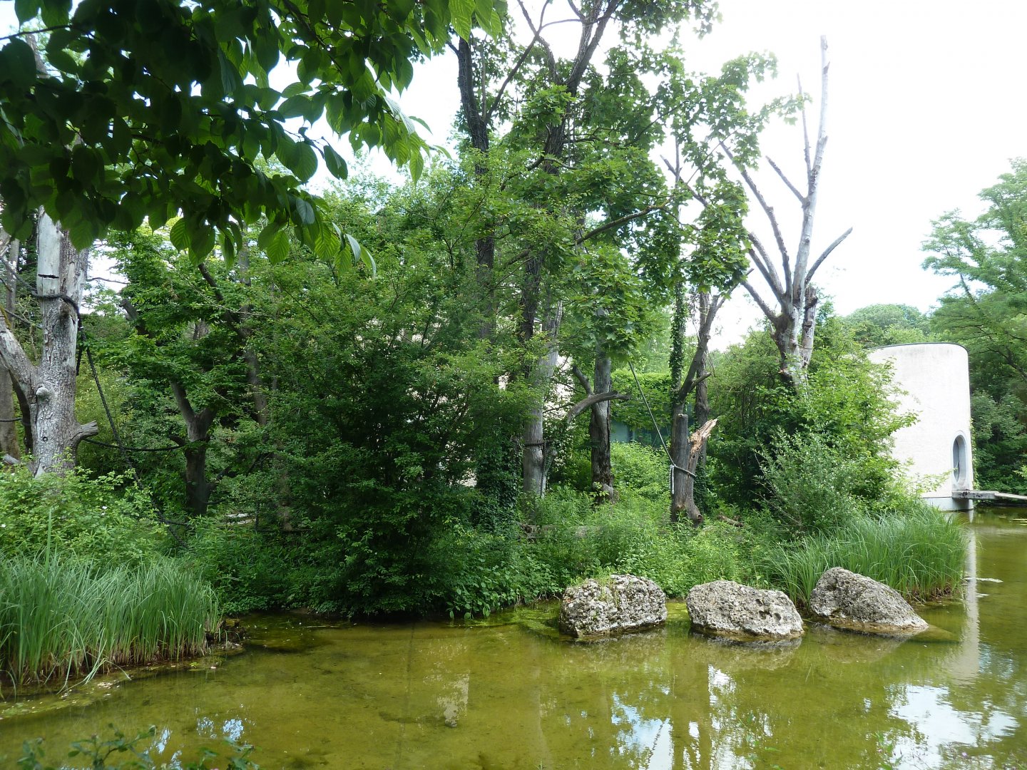 Welt der Affen - Red ruffed enclosure