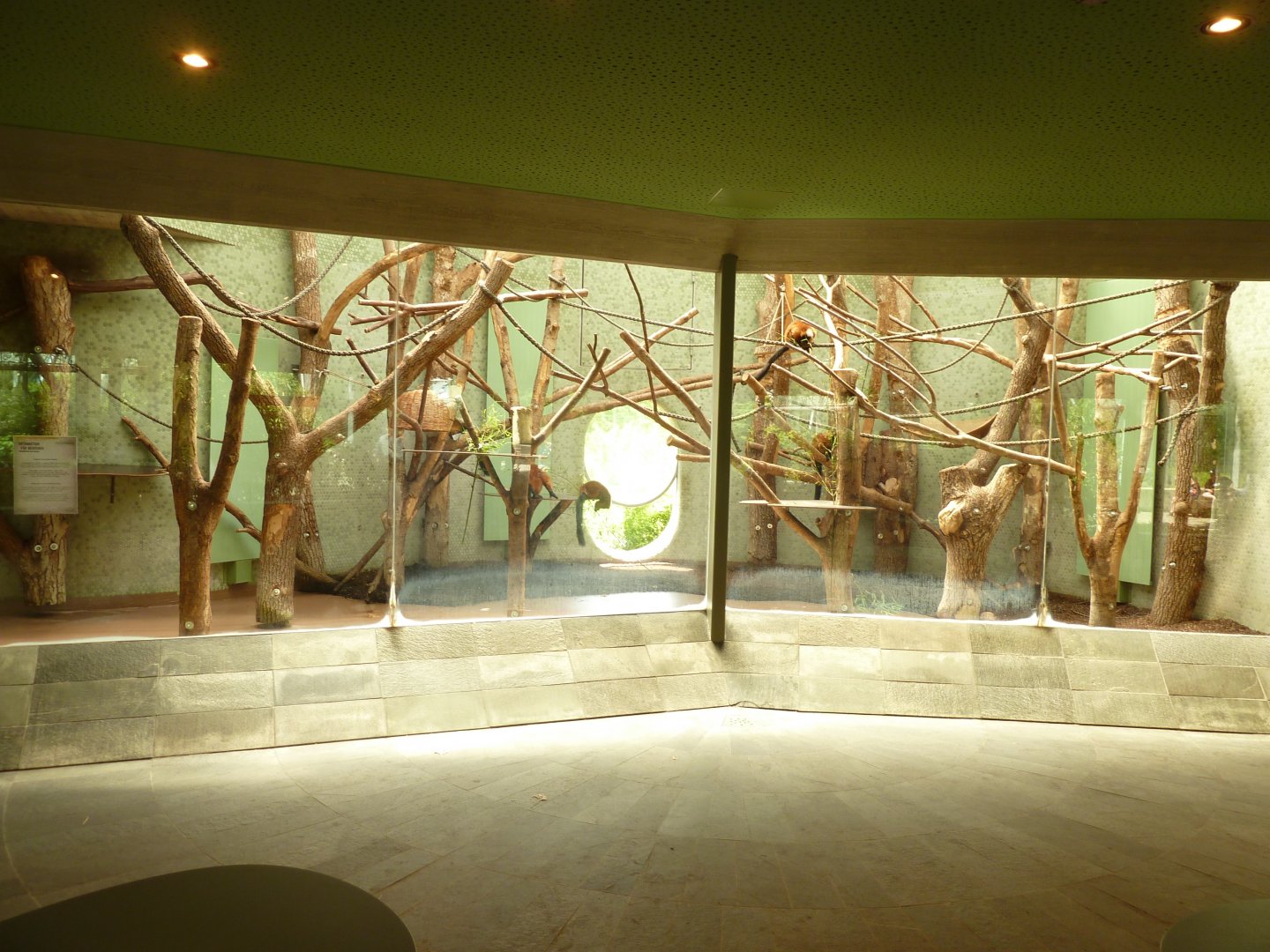 Welt der Affen - Red ruffed lemur enclosure