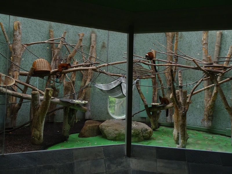 Welt der Affen: Red ruffed lemur enclosure