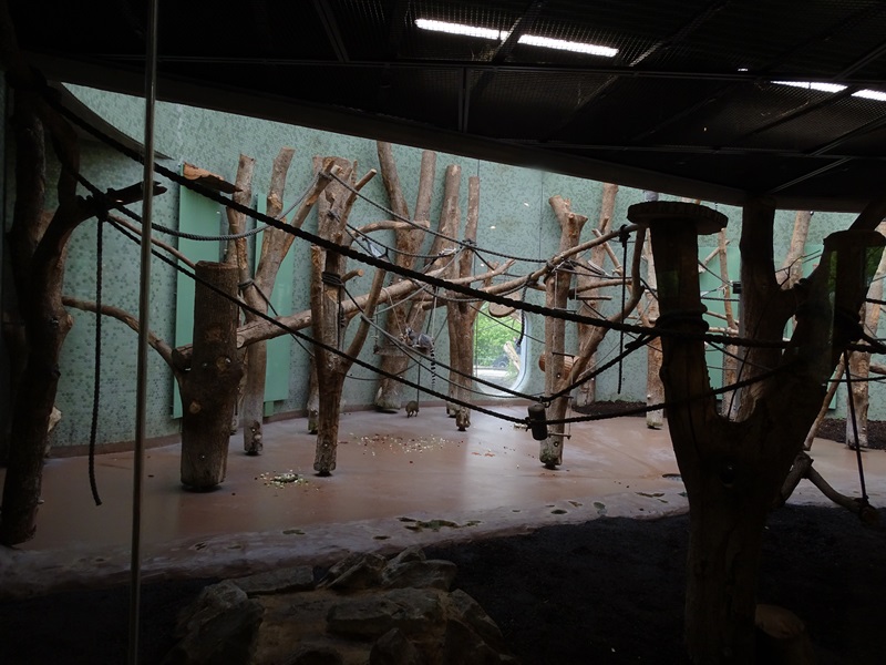 Welt der Affen; ring-tailed lemur / agouti indoor enclosure