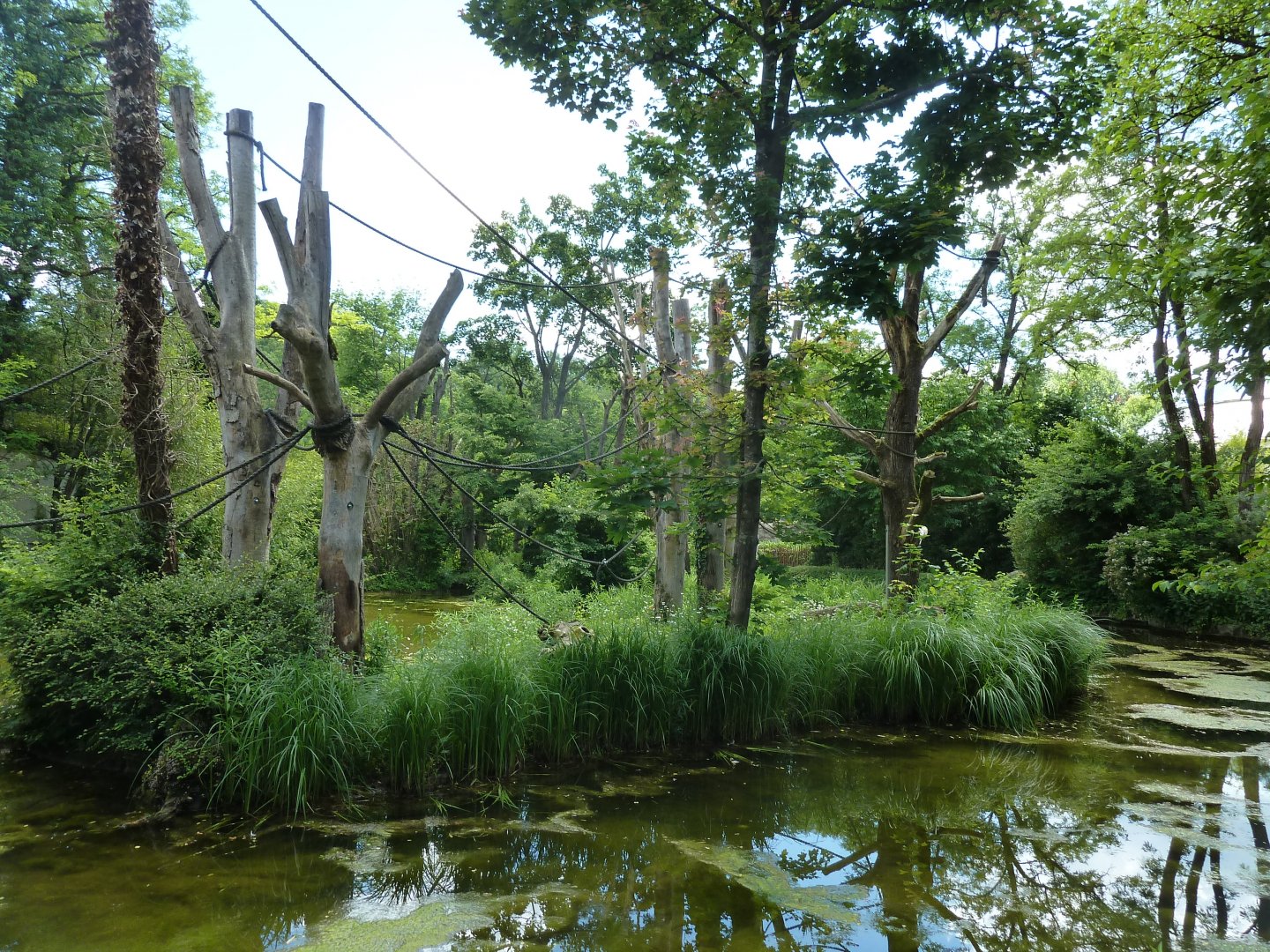 Welt der Affen - Ringtailed lemur enclosure