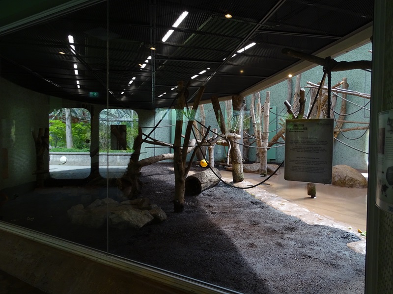 Welt der Affen: Siamang  (/spider monkey) enclosure