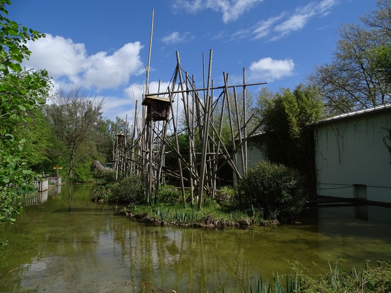 Welt der Affen; Silvery gibbon enclosure