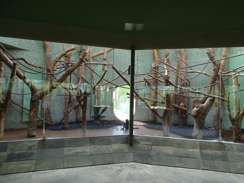 Welt der Affen: Spider monkey (/siamang) enclosure