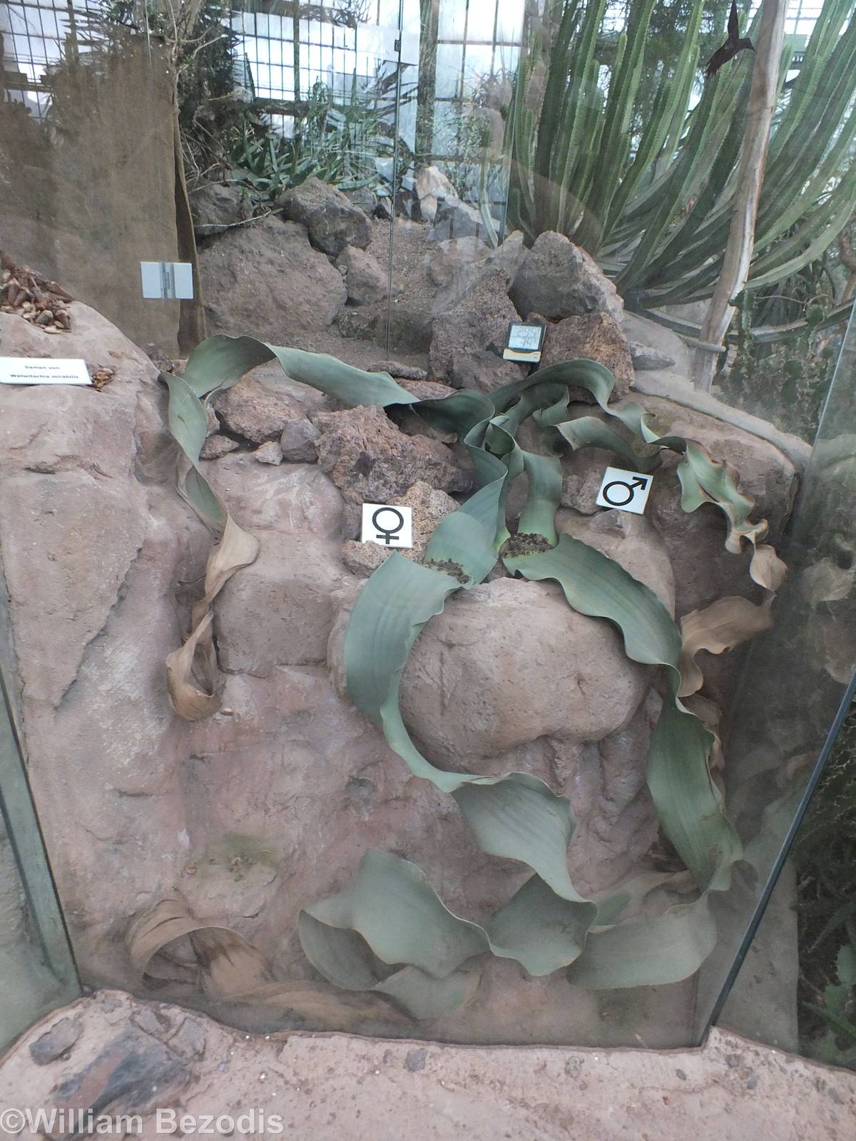 Welwitschia - Desert House