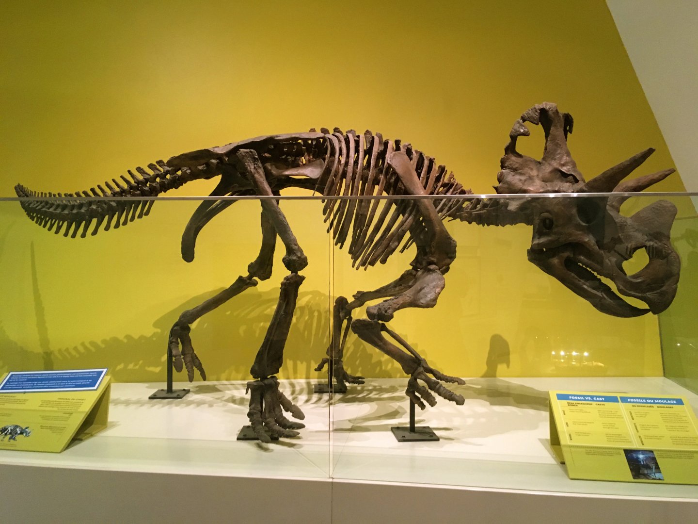 Wendiceratops