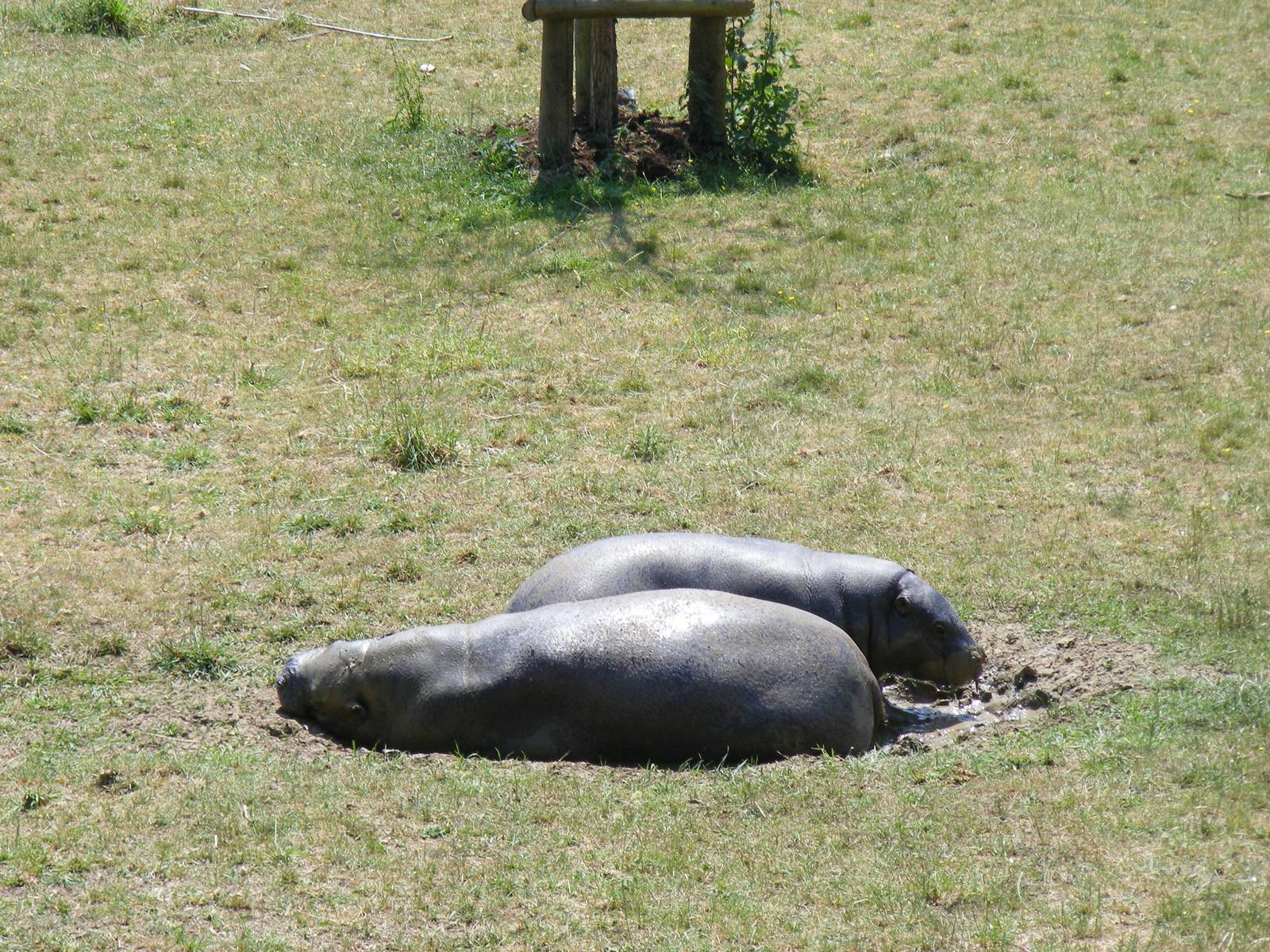 Wendy and Lola the pygmy hippos in a mud wallow at Marwell Wildlife, 27 Jun