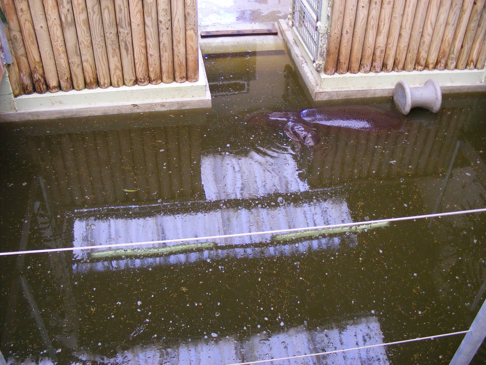 Wendy and Lola the Pygmy Hippos in their pool at Marwell Wildlife, 19 April