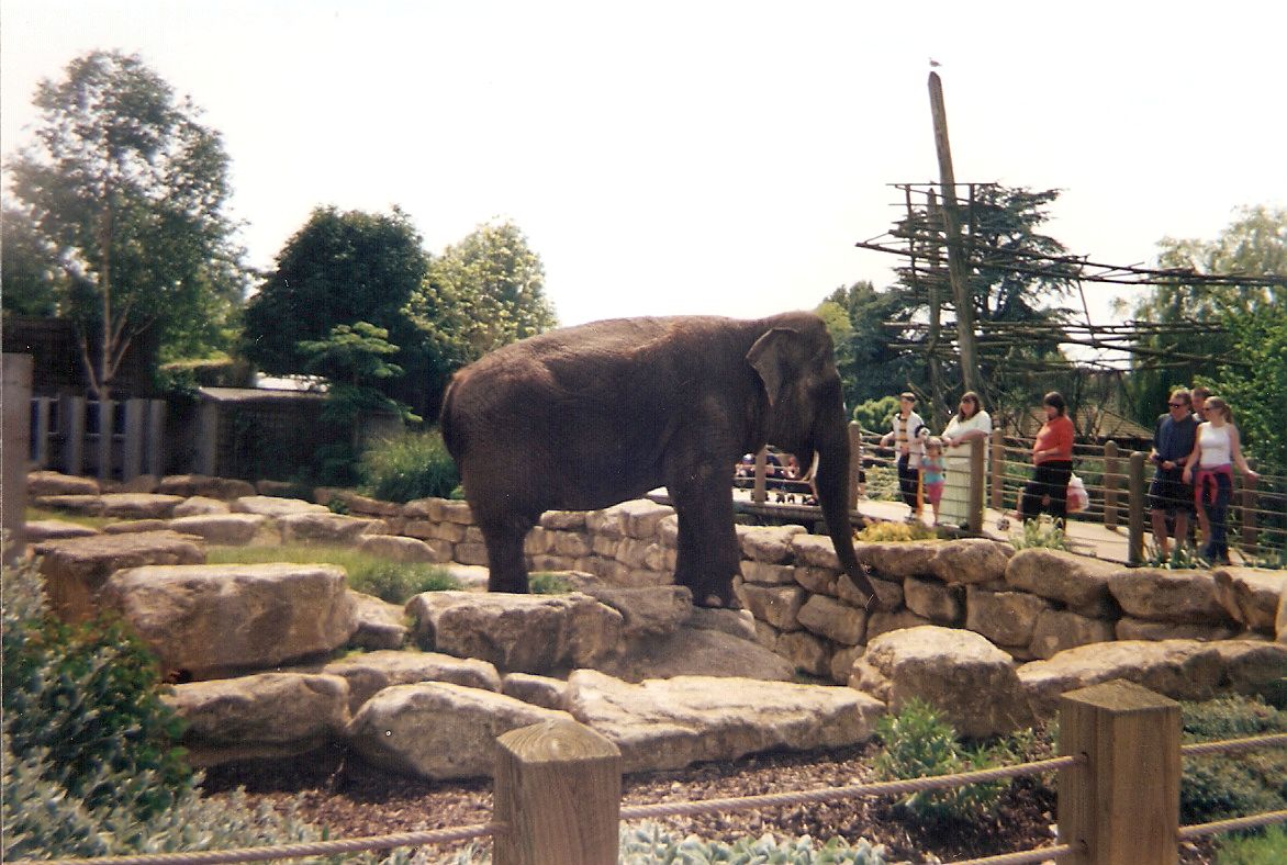 Wendy the Asian elephant at Bristol Zoo, 28 May 1999