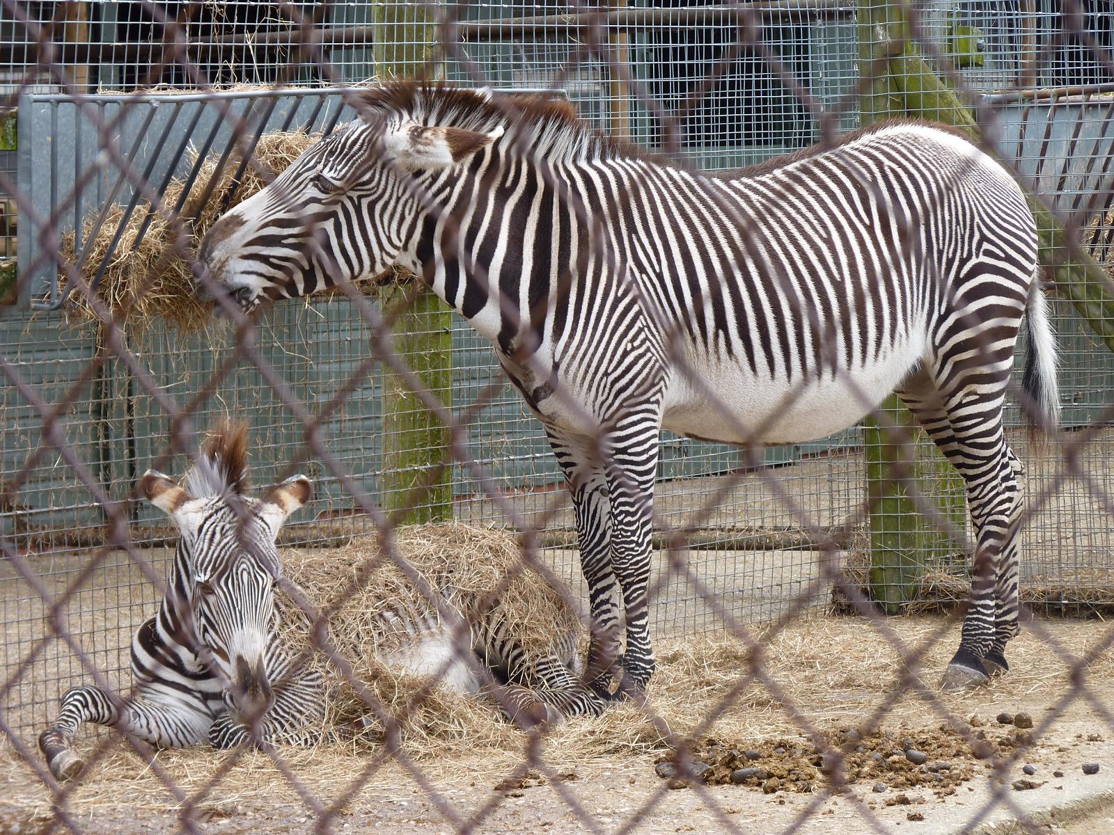 Wendy the Grevys Zebra Being Messy
