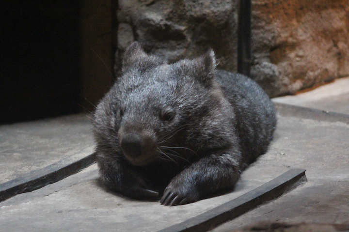 Wendy, the mainland wombat (Vombatus ursinus hirsutus) - Indoor exhibit