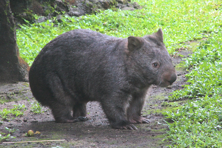 Wendy, the mainland wombat (Vombatus ursinus hirsutus) - Outdoor exhibit