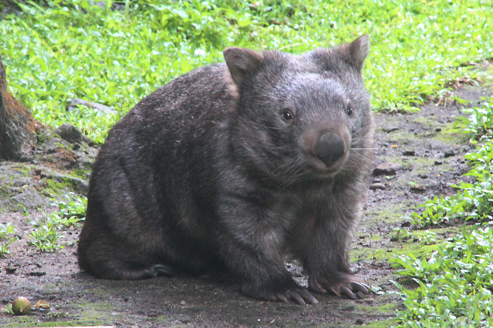 Wendy, the mainland wombat (Vombatus ursinus hirsutus) - Outdoor exhibit