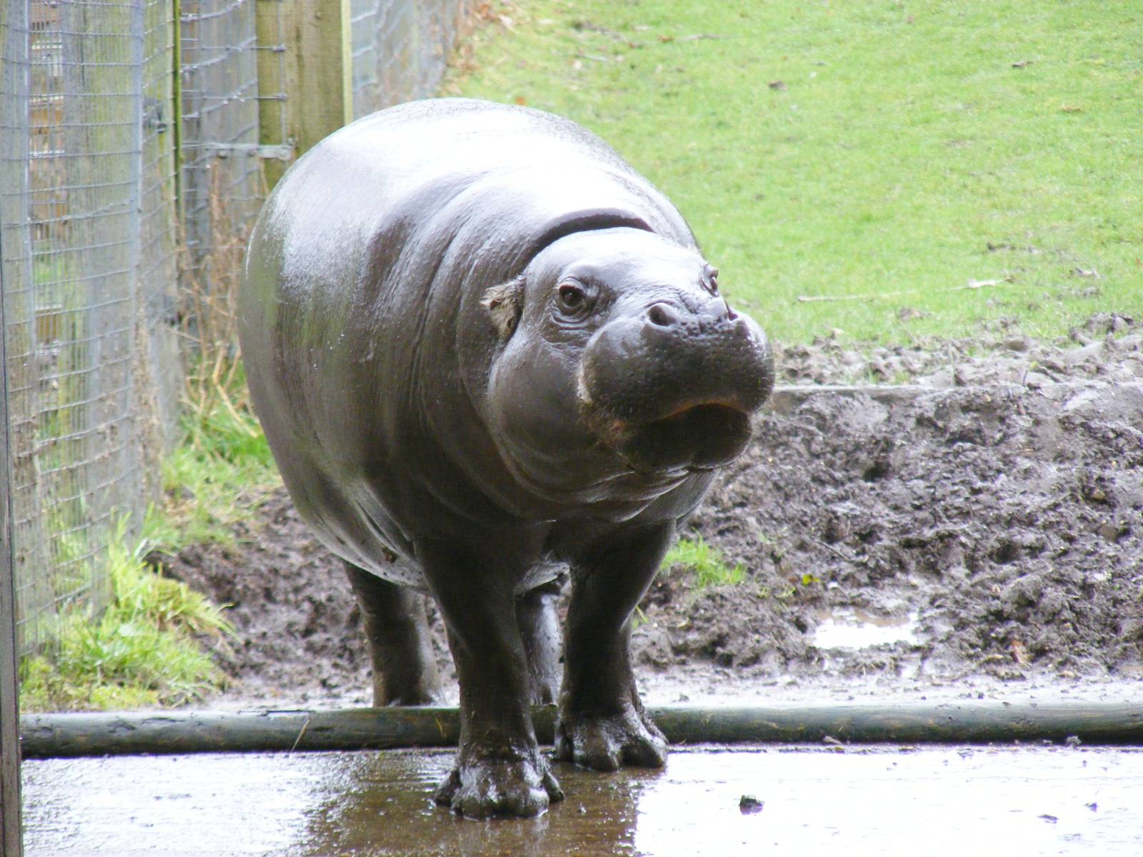 Wendy the pygmy hippo at Marwell Wildlife, 27 February 2011