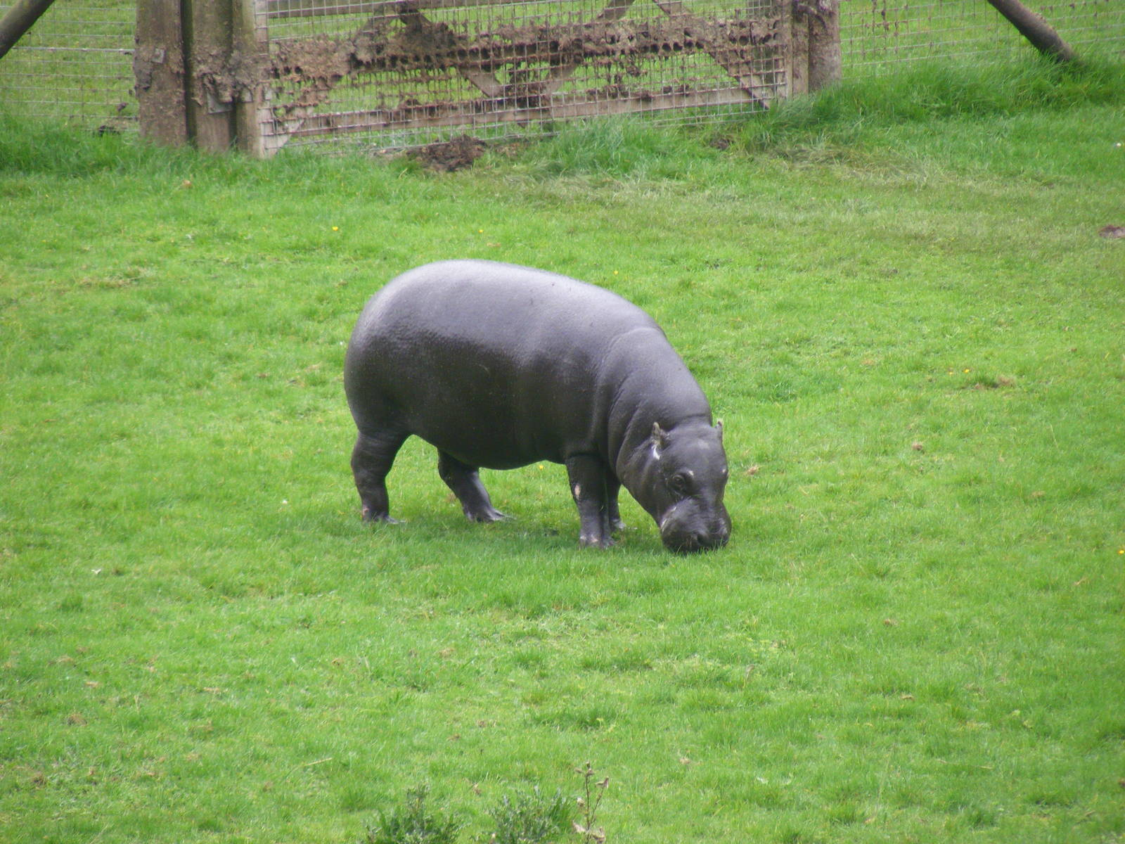 Wendy the pygmy hippo at Marwell Wildlife, 9 October 2010