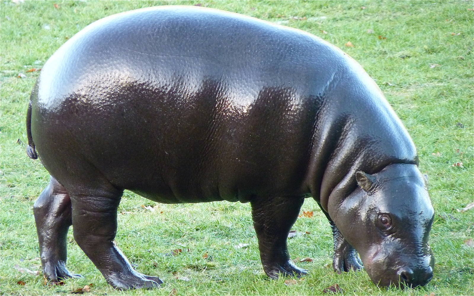 Wendy the Pygmy Hippo