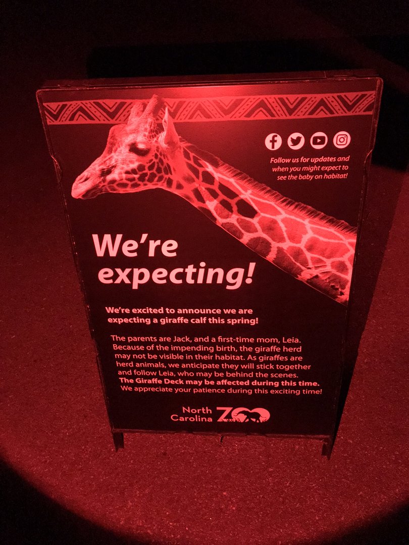 "We're Expecting" Giraffe Sign on Night Hike