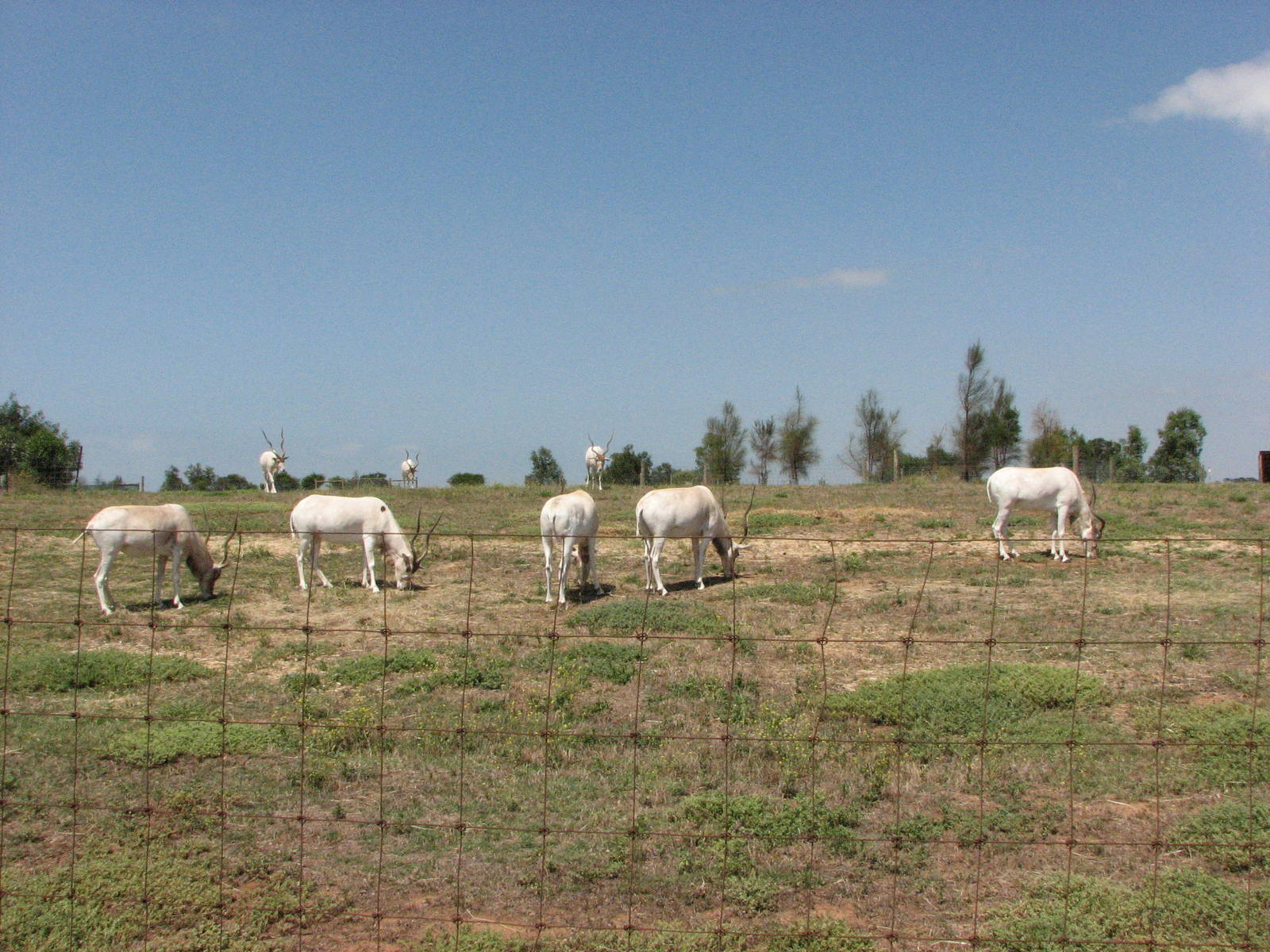 Werribee Zoo - Addax enclosure