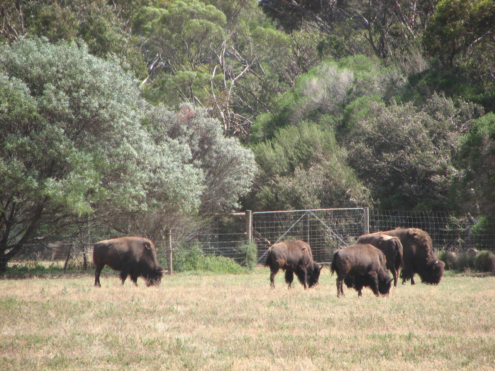 Werribee Zoo - American Bison