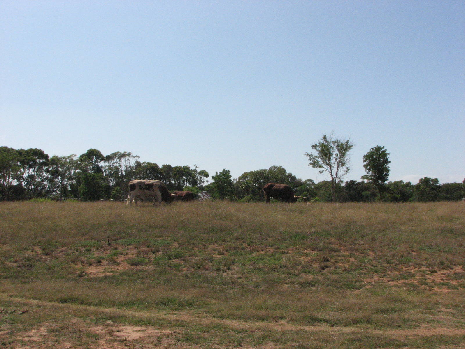 Werribee Zoo - Ankole Cattle