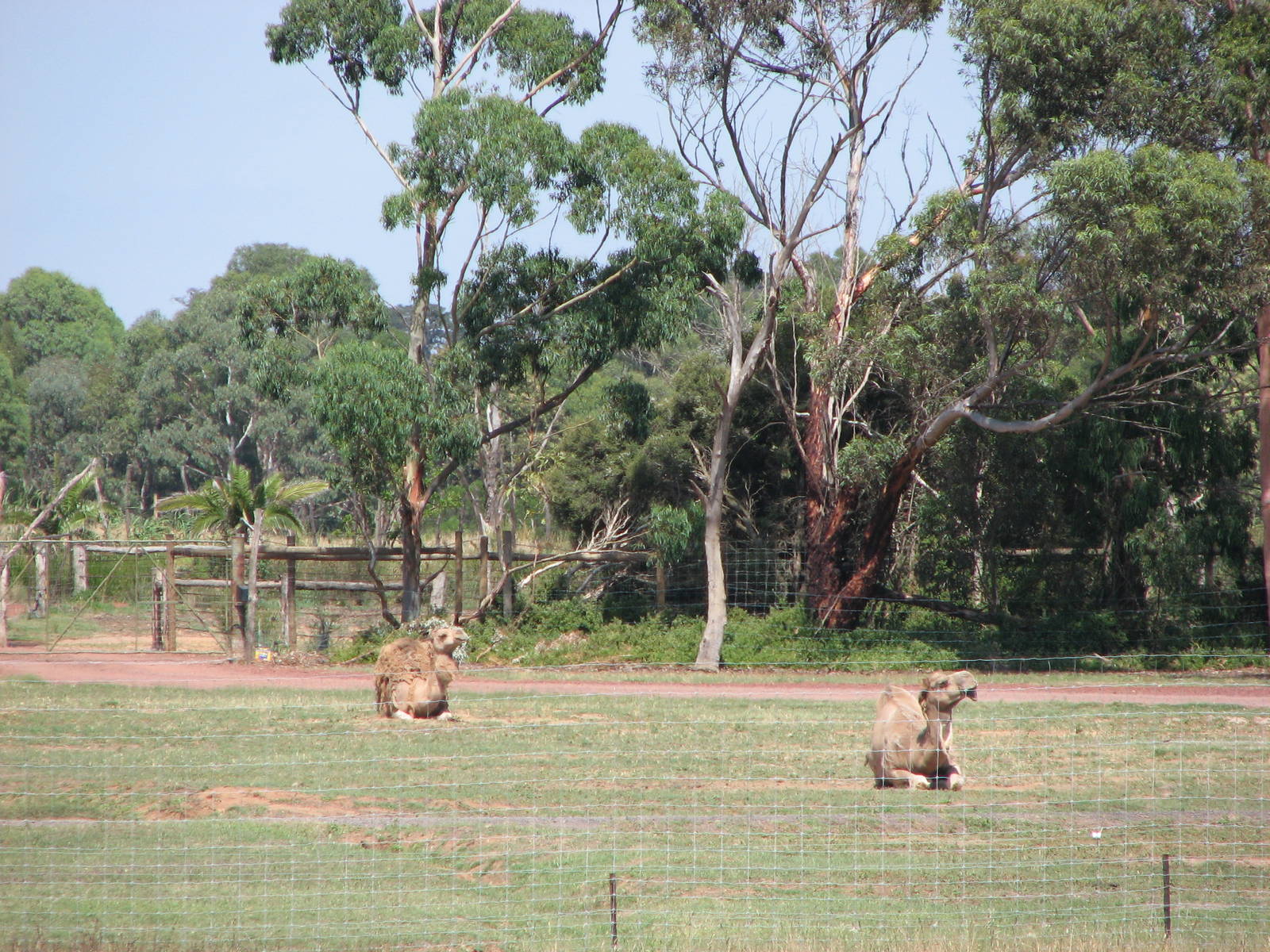 Werribee Zoo - Arabian Camel enclosure