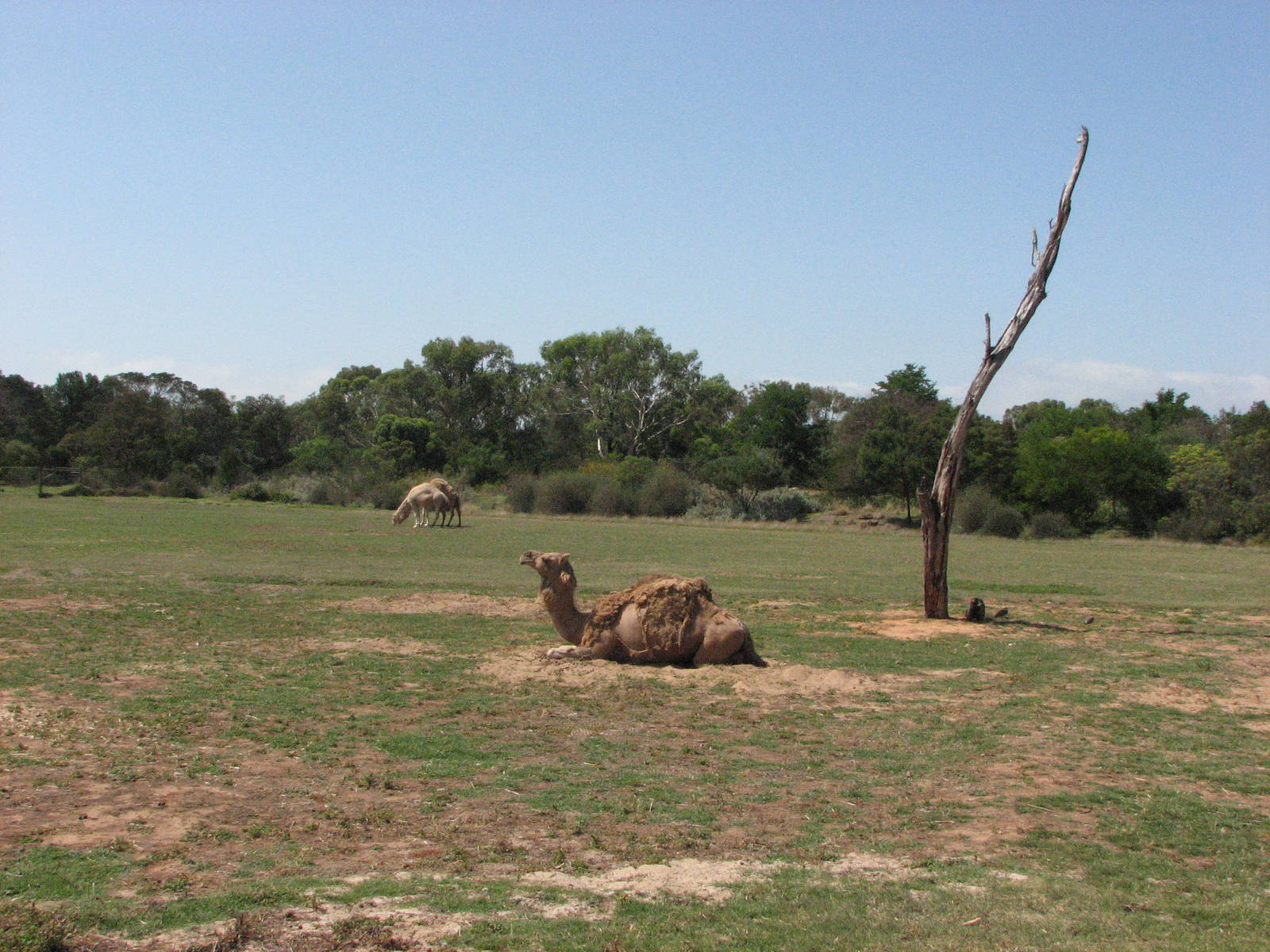 Werribee Zoo - Arabian Camels