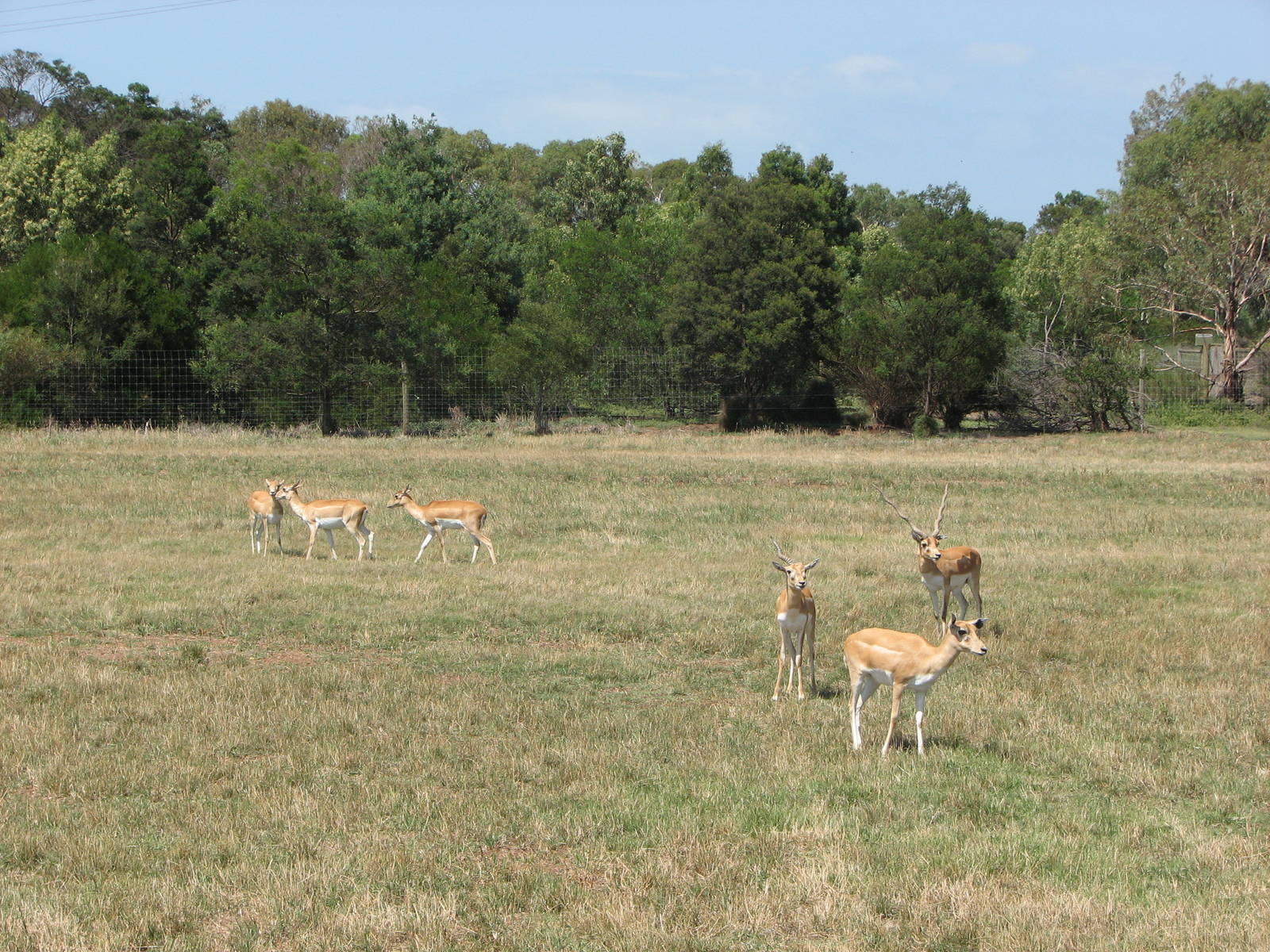 Werribee Zoo - Blackbuck
