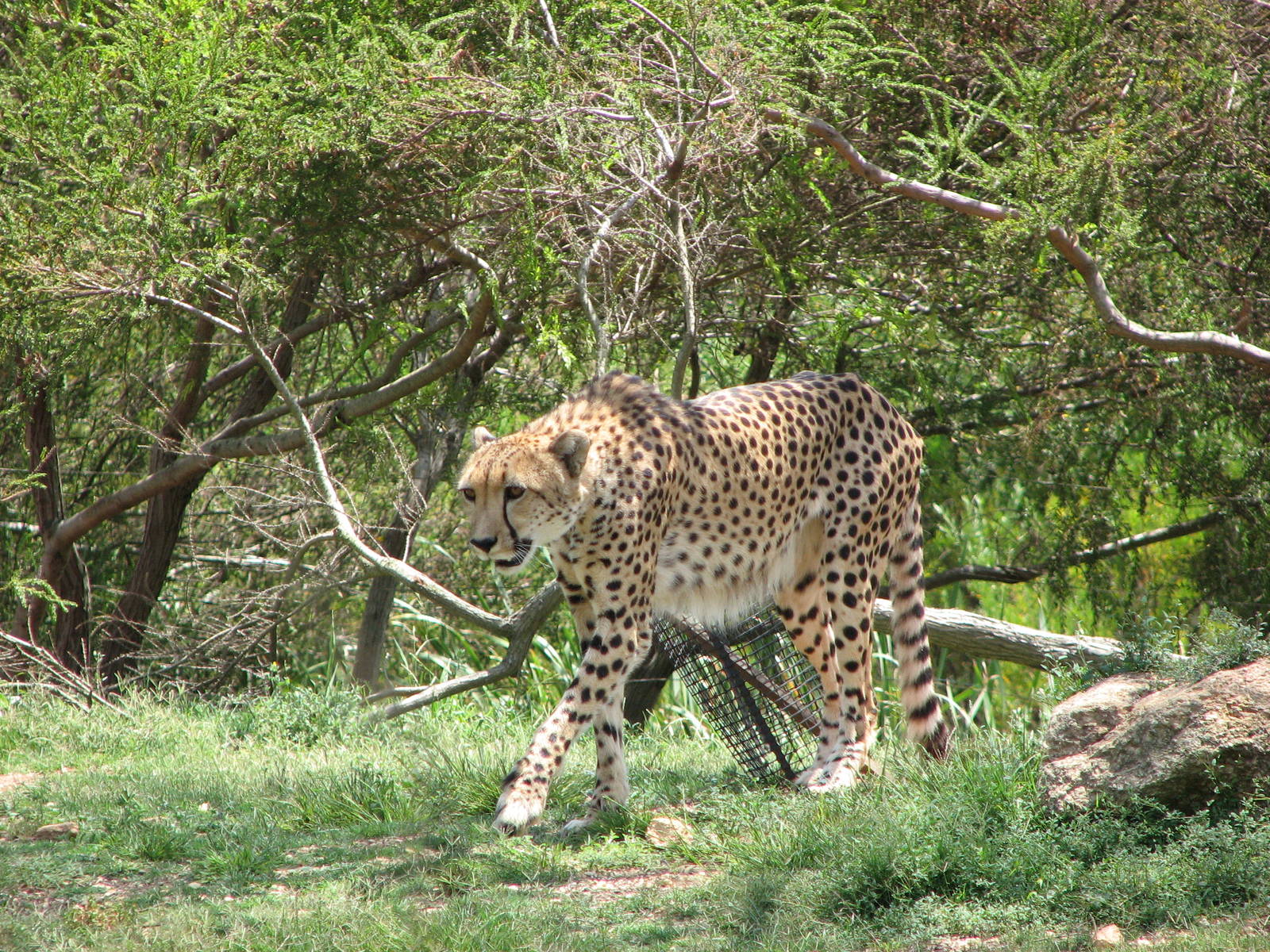 Werribee Zoo - Cheetah