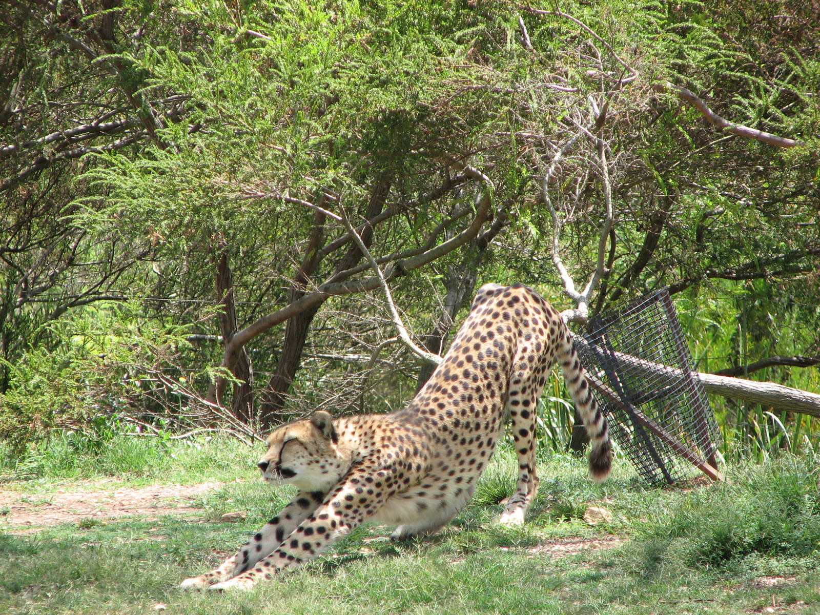 Werribee Zoo - Cheetah