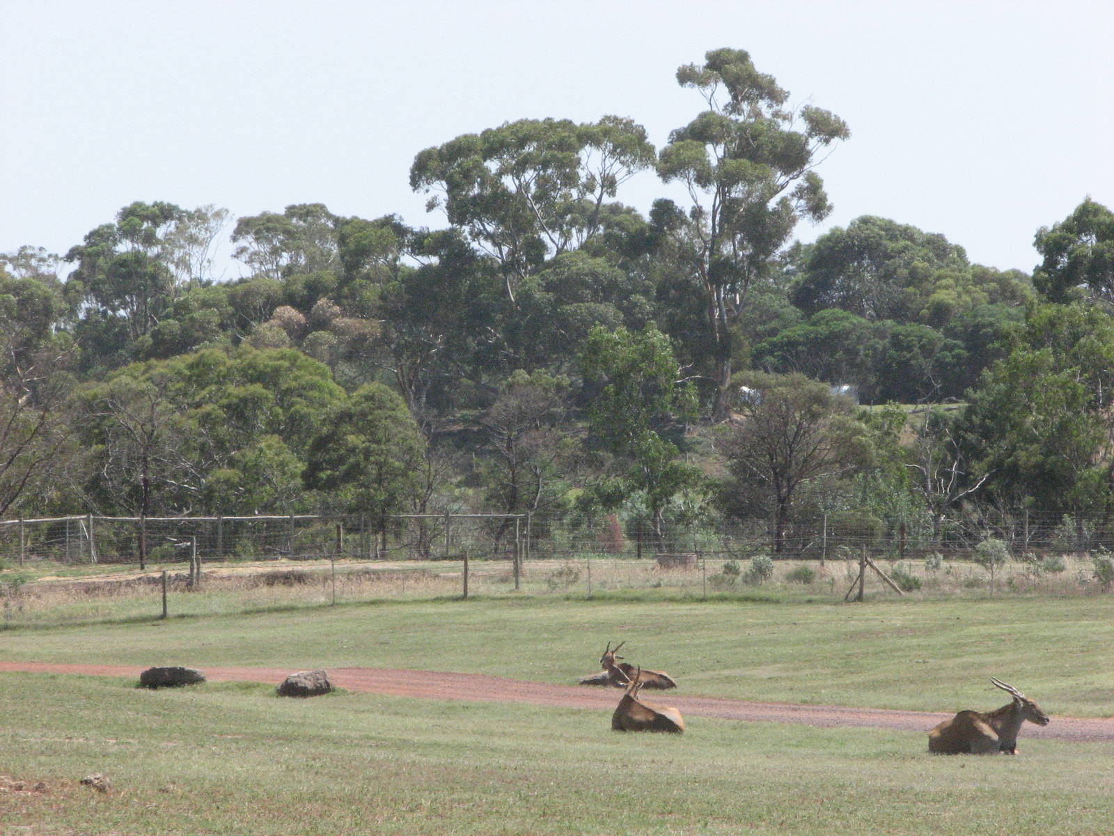 Werribee Zoo - Common Eland