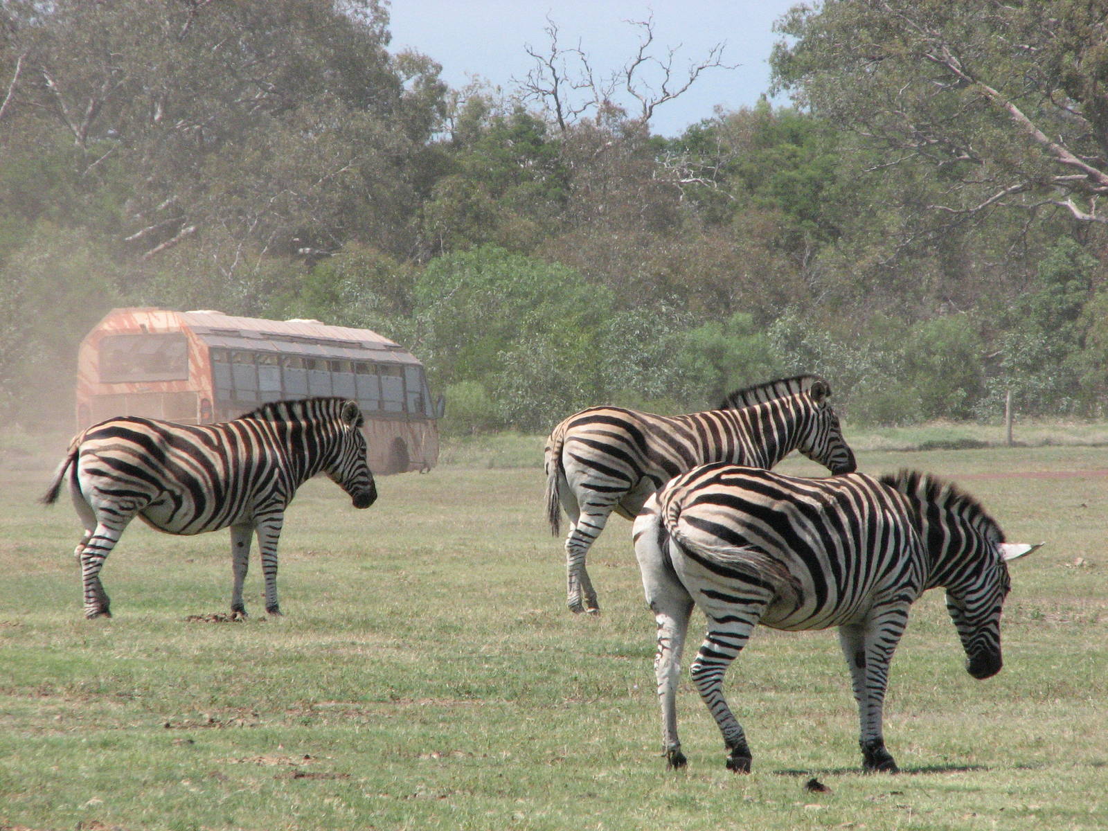 Werribee Zoo - Common Zebra and park bus in the background