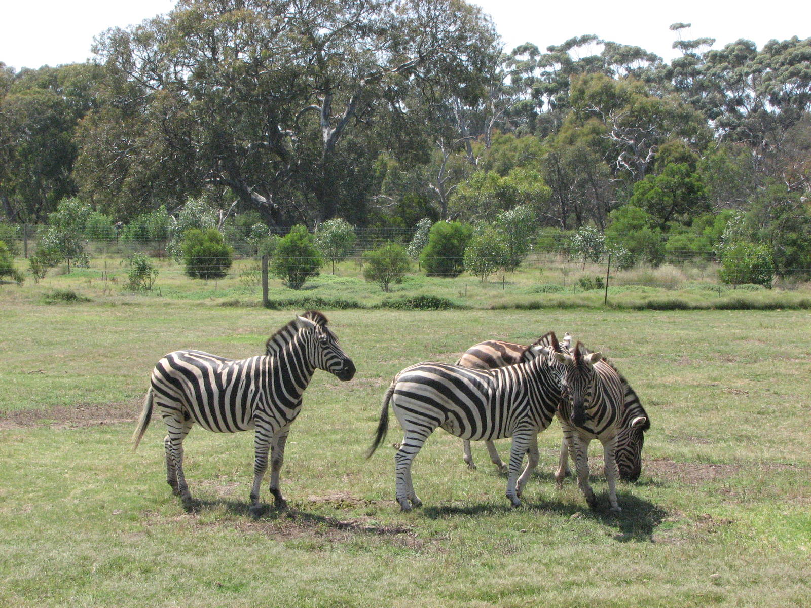 Werribee Zoo - Common Zebra